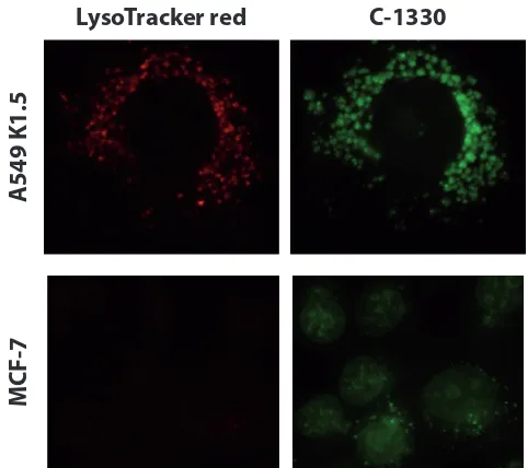 Figure 1: Lysosome-mediated protection of nuclear DNA from hydrophobic weak base cytotoxic agents