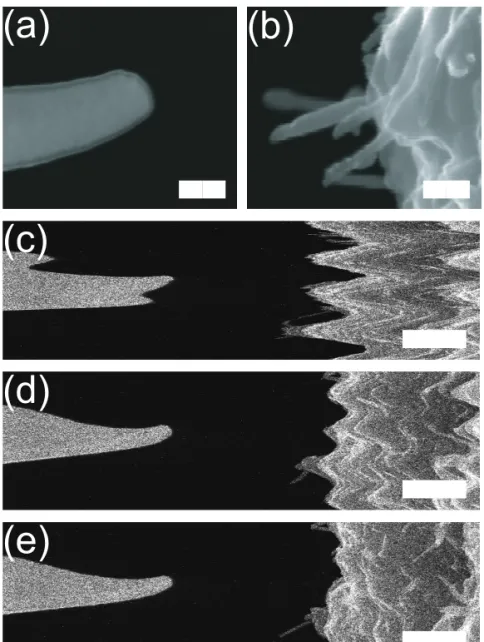 Figure 3.4 Stability of the nanomanipulator as observed by SEM imaging. (a)-(b) Stability durig  image acquisition
