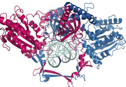 Figure  2:    Crystal  structure  of  the  Ku  heterodimer.  Ku70  (hot  pink)  and  Ku80  (blue) form an intertwined heterodimer with a ring structure that accommodates duplex  DNA  (light  cyan)