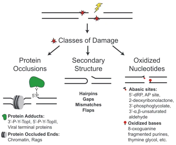 Figure  1.3:  Biological  sources  of  DSBs  generate  complex  end  structures. 