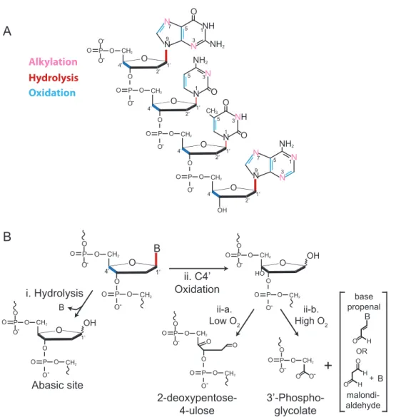 Figure 1.4:  Nucleotide damage and generation of abasic sites.  A. Sites of most  common nucleotide modification of guanine, cytosine, thymine, and adenine (from top)  Major sites of modification are represented either in boldface font or as thick bonds