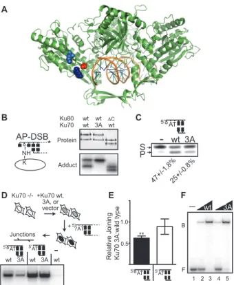 Figure  2.4:  Characterization  of  the  Ku70  3A  mutant.    A.  Space  filling  representations  identify  K160  (dark  blue)  and  K164  (light  blue)  in  a  structure  of  Ku  (green  ribbon  representation)  bound  to  DNA  (1JEY)  (22)