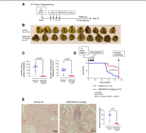 Fig. 5 MEDI3039 prevented tumor metastasis outgrowth and extended animal survival in the MB231T experimental pulmonary metastasis model.MEDI3039 (0.3 mg/kg) or vehicle.metastases (left) and large (> 3 mm) metastases (right) are shown