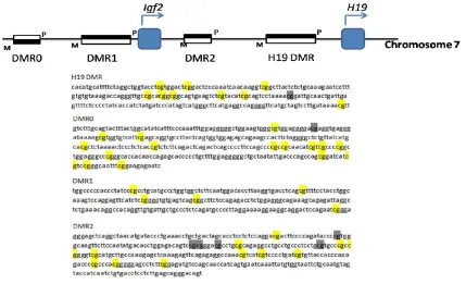 Figure 1. Schematic diagram of Igf2/H19 locus. The sequences detected in each DMR are listed