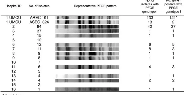 FIG. 2. PFGE patterns for genotype I isolates from 11 of 15 Dutch hospitals and the UMCU and the presence or absence of the qnrA1gene.