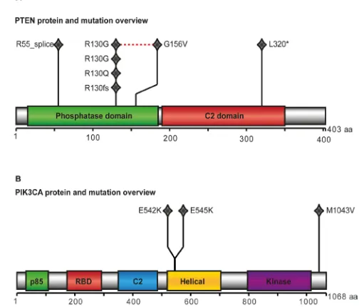 Figure 1: PTEN and PIK3CA protein and mutation view. Results from whole exome sequencing of ten cases with complex atypical hyperplasia (CAH): PTEN (A) and PIK3CA (B) were significantly mutated indicated by protein view in the diagram