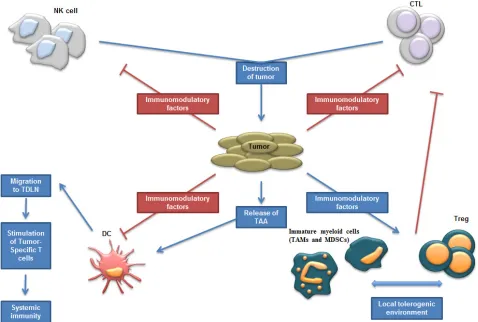 Figure 1: Schematic representation of tumor environment; interactions between tumor and immune cells