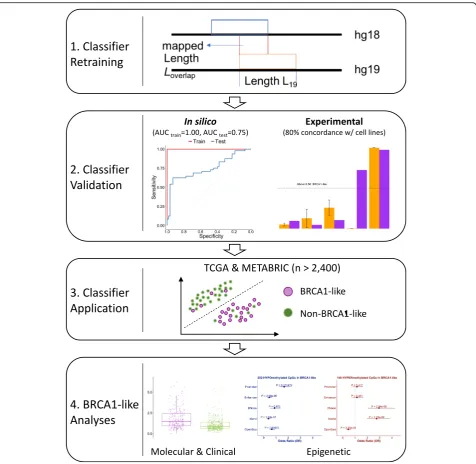 Fig. 1 Workflow for developing a support vector machine (SVM) BRCA1-like classifier and application to publicly available datasets for biologicaldiscovery