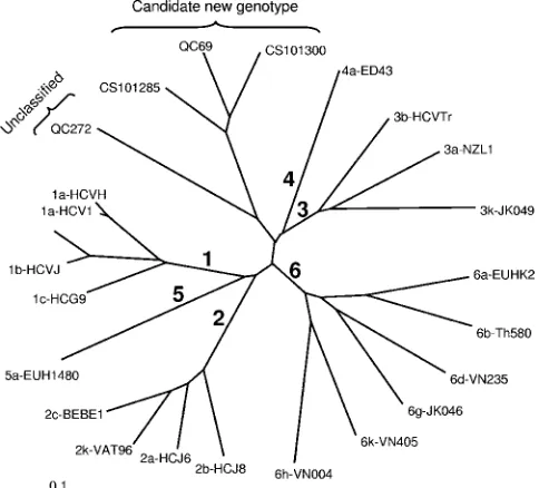 FIG. 2. Unrooted neighbor-joining tree of NS5B sequences (340bp) (positions 8276 to 8615) showing the relationship of QC69 and