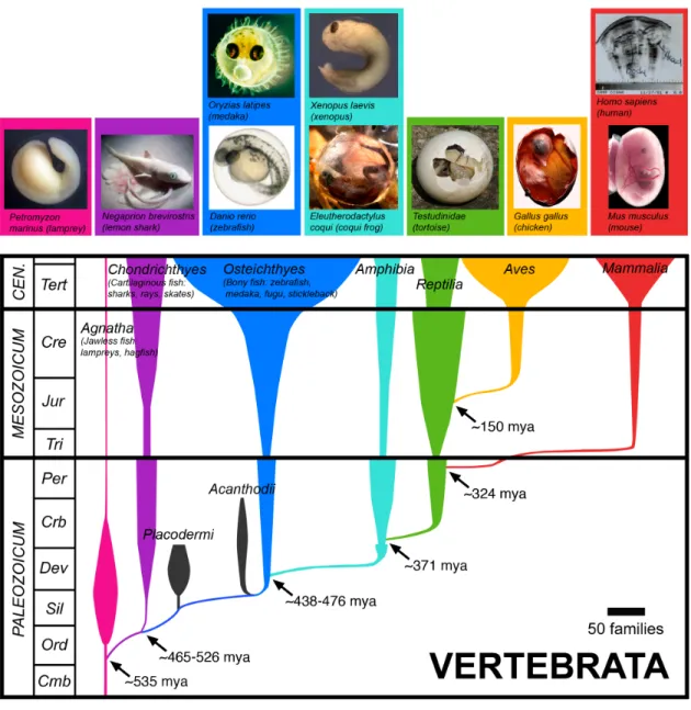 Figure 2.1: Colonization by microorganisms is an evolutionarily conserved developmental step