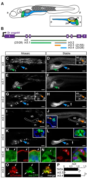 Figure 3.3: Non-overlapping regulatory modules within angptl4 intron 3 confer liver, islet, and  enterocyte-specific reporter expression