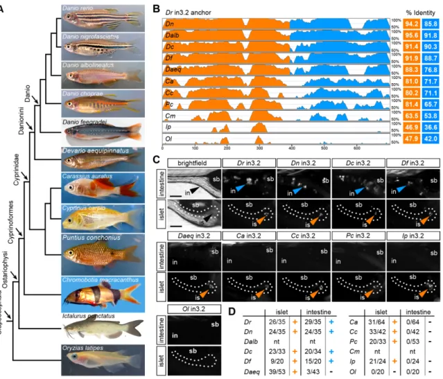 Figure 3.4: Functional evolution of the islet and intestinal regulatory modules in 12 fish species