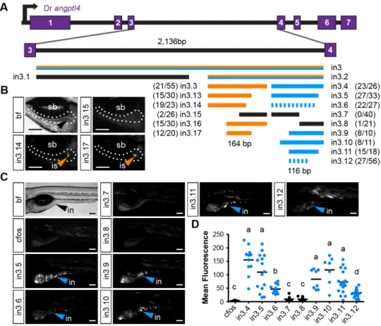 Figure 3.5: Truncation mapping of the islet and intestinal regulatory module. 