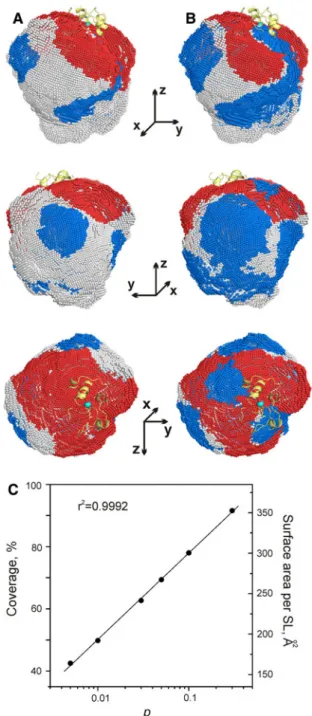 Table 1 Experimental coverage of the conformational space p Coverage (%) Number of SLs a Surface area (A˚ 2 ) per SL a,b