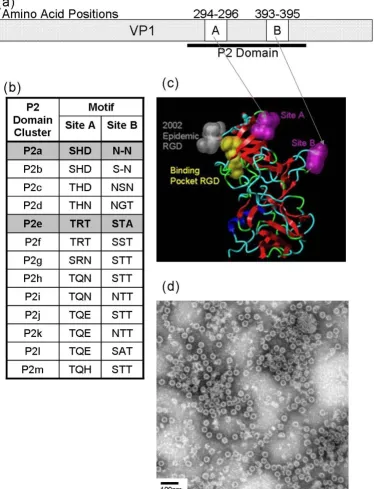 Figure 1GII-4 Norovirus Major Sturctural ProteinGII-4 Norovirus Major Sturctural Protein