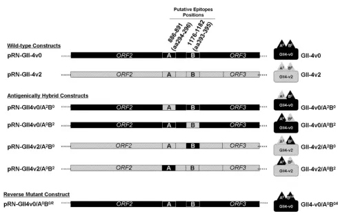 Figure 2Schematic representation of norovirus protein coding region of pRN16 constructs expressing wild-type and hybrid VLPsthe hybrid VP1 was antigenically hybrid