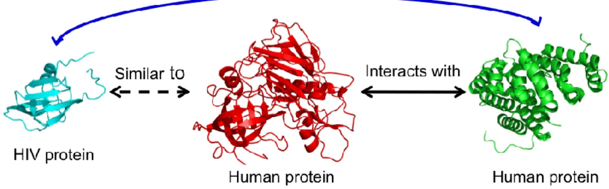 Figure 2.1. Diagram of approach. HIV-1 proteins showing structural similarity to one  or more human proteins are first identified