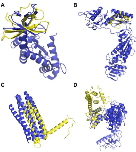Figure 2.3. Selected structural similarities. Structures of HV-1 and human proteins  aligned using Dali
