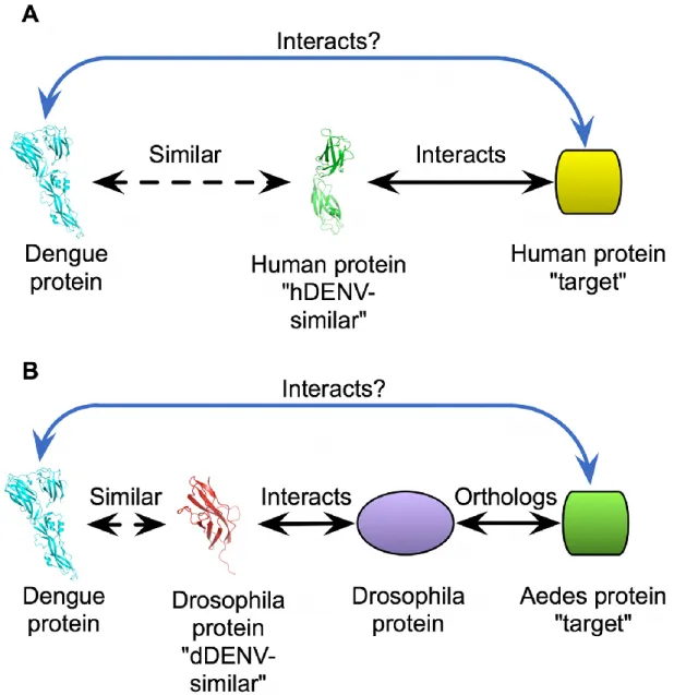 Figure 3.1. Diagram of approach. (A) Predictions for the human host. Interactions  between DENV proteins and human targets are predicted on the basis of structural  similarity between the DENV protein and an similar protein and the  hDENV-similar protein’s