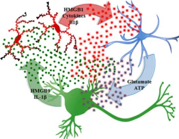 Fig. 4 Neuronal excitability releases HMGB1, which increases cytokine secretion by microglia that activate astrocytes that increase glutamate increasing neuronal excitability through glutamate, HMGB1, and other signals