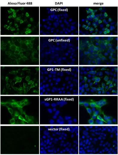 Figure 4Expression profile of LASV GPC, GP1-TM, and sGP1-RRAA-FLAG in HEK-293T/17 cells by immunofluorescent microscopyligent Imaging Innovations, Inc., Denver, CO)
