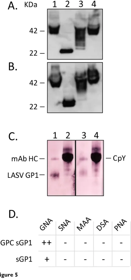 Figure 5CMV-driven promoter. Expression of GPC from CMV-intron-A driven vectors resulted in 8 - 10 fold higher levels