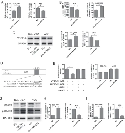 Figure 2: miR-874 inhibits VEGF expression. Identification of STAT3 as a potential target of miR-874