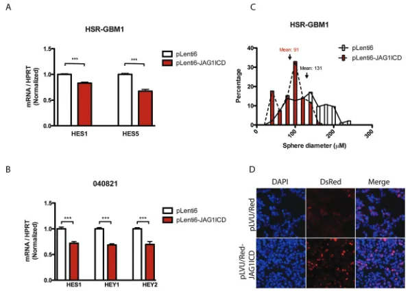Figure 5: JAG1 ligand ICD reduces Notch signaling, potentially through nuclear localization