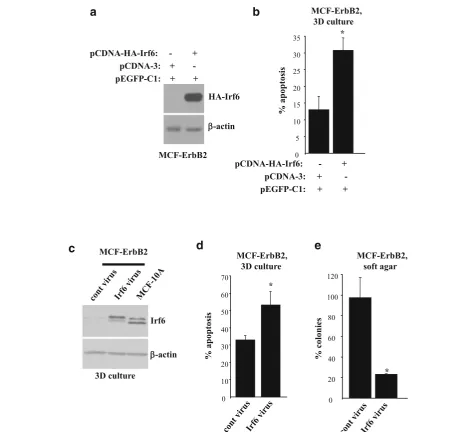 Fig. 3 Downregulation of Irf6 is required for ErbB2-induced anoikis resistance of breast epithelial cells