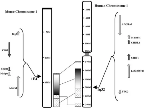Figure 2 (A) pH activity profile of the different recombinant chito- chito-triosidases