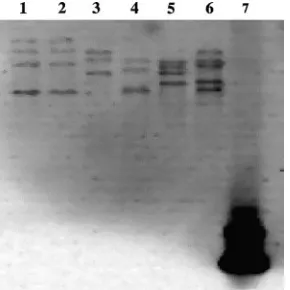 TABLE 2. Most closely related type strain to patient isolates bygene sequence of direct 16S rRNA, HSP, and secA1