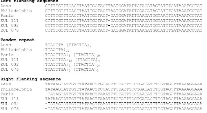 FIG. 1. Alignment of Lpms37 repeats and ﬂanking sequences in the three reference strains and three unrelated isolates using ClustalW.Single-nucleotide differences are present in the ﬂanking sequences, whereas in the tandem repeats, variable numbers of 7-bp or 8-bp units are