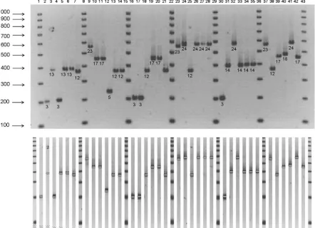 FIG. 2. Analysis of the Lpms35 marker in 30 L. pneumophilareference strains were alternately used as internal controls