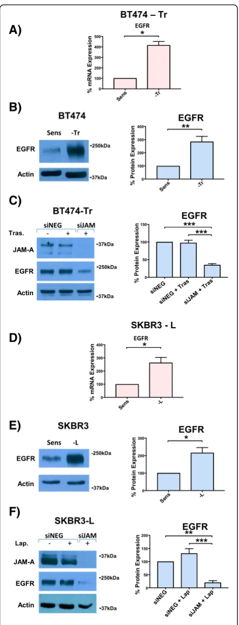 Fig. 2 BT-474 trastuzumab-resistant cells and SK-BR-3 lapatinib-resistant cells express increased levels of epidermal growth factorreceptor (EGFR) at both mRNA and protein level compared withtheir corresponding sensitive cells and JAM-A knockdown reducesEG