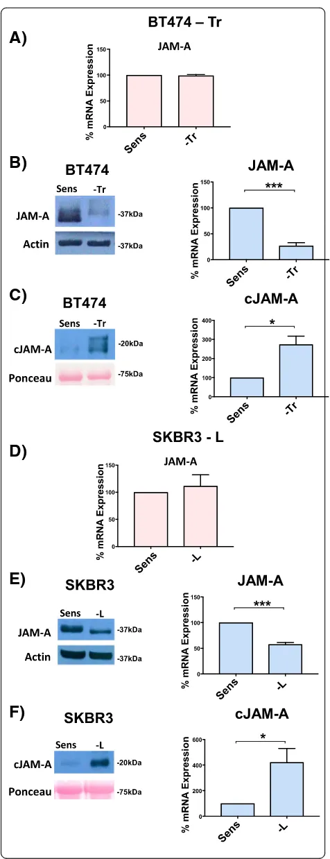 Fig. 3 JAM-A cleavage is augmented in BT-474 trastuzumab-of JAM-A mRNA expression in BT-474-Sens and BT-474-Tr cells.Representative Western blot images and densitometric analysis ofbasal JAM-A protein expression in BT-474-Sens and BT-474-Tr cells(relative 