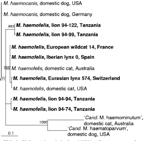 TABLE 5. Numbers and percentages of animals that testedreal-time PCR positive for M. haemofelis, “Ca