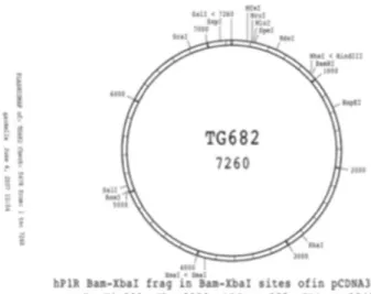 Figure 2.4- Vector constructed by the Gardella laboratory. The pcDNA 3.1 (+) vector was  implemented to carry the WT PTH1R insert