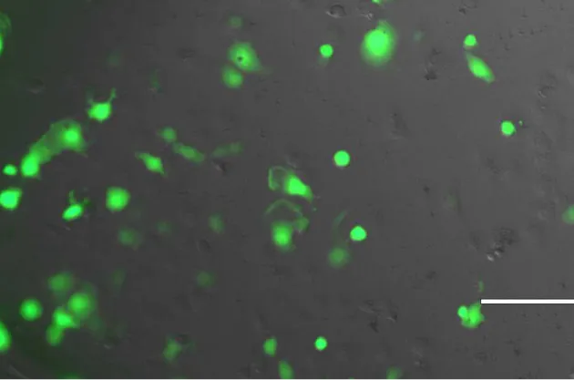 Figure 2.6- 48 hour post transfection of COS7 cells with pcDNA 3.0 (+GFP insert). This 