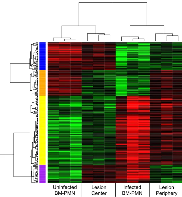 Figure 2.2: Clustered genes showing differential transcription 