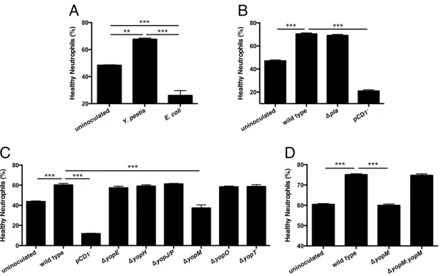 Figure 3.1: The type III secretion system effector YopM is necessary for  enhanced neutrophil survival 