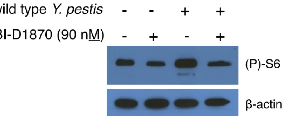 Figure 3.3: BI-D1870 continues to inhibit RSK activity after 24 hours in isolated  human neutrophils 