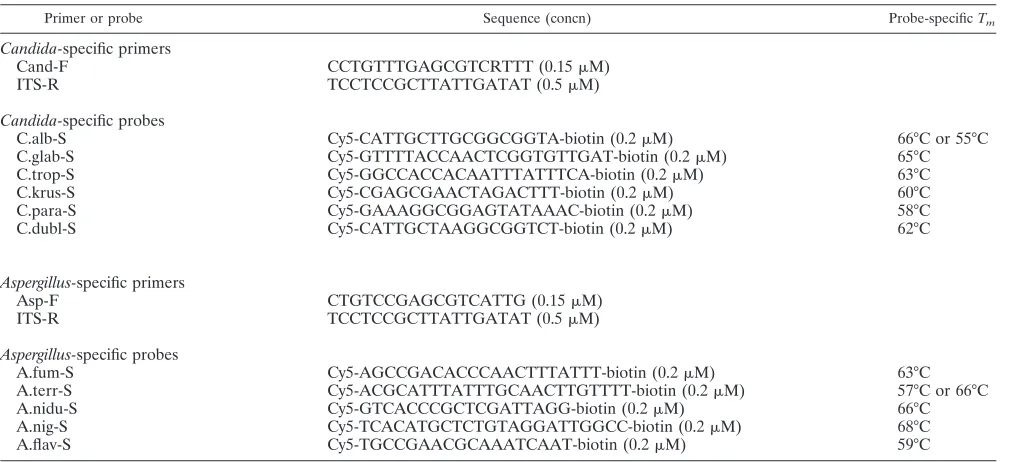 FIG. 1. ClustalW multiple-sequence alignment of the ITS2 region ampliﬁed with primers Asp-F and ITS-R from A
