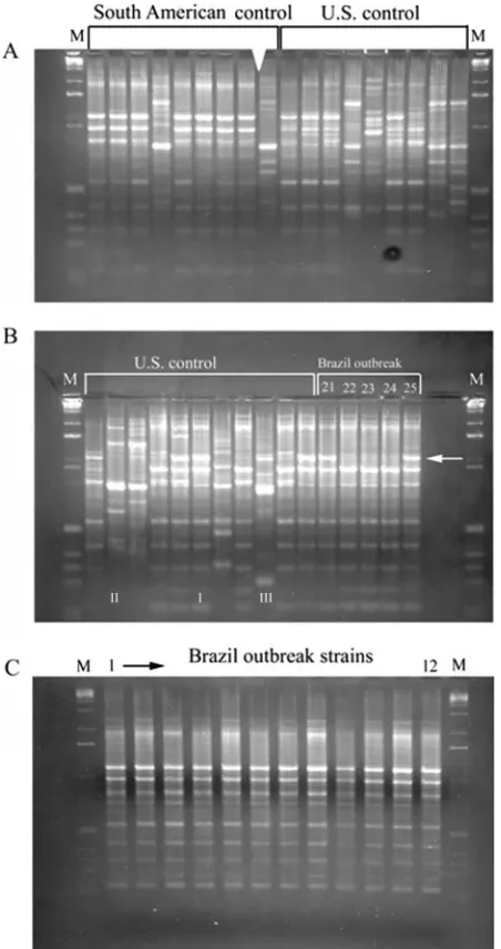 FIG. 3. HinfI digestion pattern B for ﬁve environmental isolates inthe Brazilian cluster strains