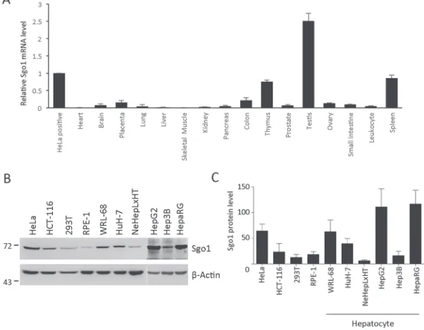 Figure 1: Tissue and cell line expression profiles of Sgo1. (A) Quantitative real-time PCR analysis of Sgo1 mRNA in HeLa cells and 16 normal tissues as indicated