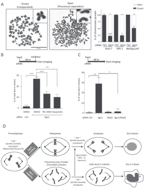 Figure 5: Sgo1 depletion induced precocious separation and SAC-dependent mitotic cell death