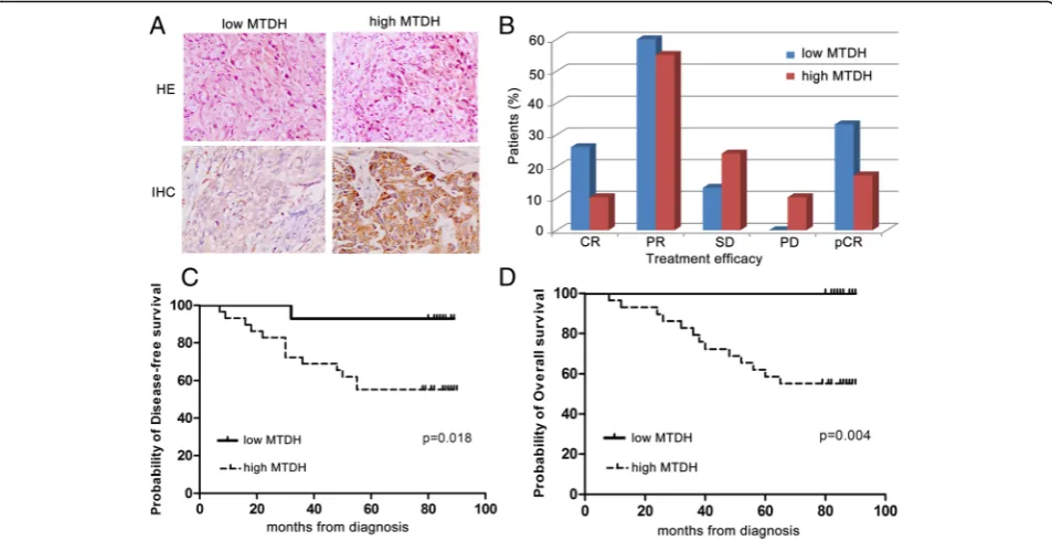 Fig. 1 Metadherin (MTDH) overexpression affects the prognosis of breast cancer patients who were treated with neoadjuvant chemotherapy.2 cases achieved stable disease (SD), and 0 case achieved progression disease (PD)