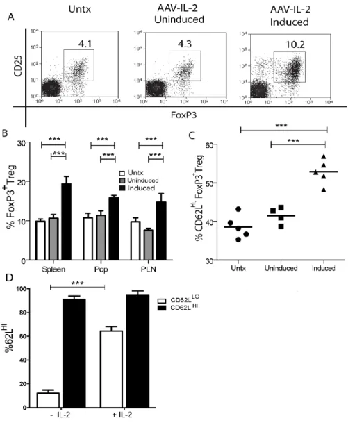 Figure 2.7 Increased IL-2 induces an elevated frequency of CD62L hi FoxP3 +  Treg in vivo  and in vitro