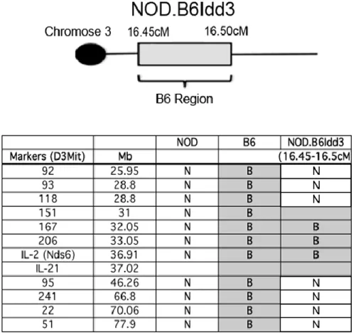 Table 2.1 NOD.B6Idd3 interval. The microsatellite markers used to define the interval of  the B6.Idd3 region introgressed onto the NOD background
