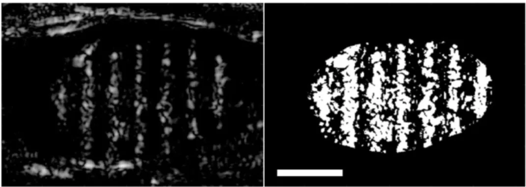Figure 4.9. Example CI image (left), and mask for analysis (right). Only white pixels were included in  the CE calculation