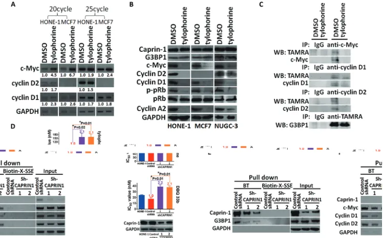 Figure 3: The effect of tylophorine through caprin-1 on c-Myc, cyclin D1, and cyclin D2 expression in carcinoma cells